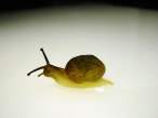 Snail.jpg