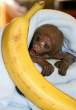 Monkey.jpg