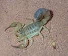 Scorpions.jpg