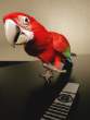 Parrot.jpg