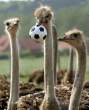 World cup is here.jpg