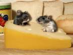 Cheese.jpg