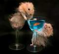 hamsters.jpg