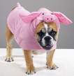 Pig.jpg