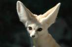 Ears.jpg