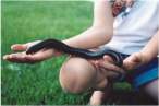 Long worm.jpg