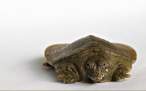 Turtle.jpg
