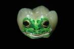 Frog tooth.jpg