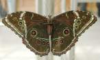 Butterfly.jpg