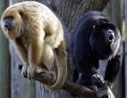 Wild monkeys.jpg