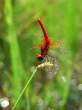Plant and a bug.jpg