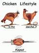 Chicken Lifestyle.jpg