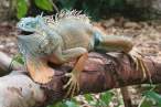 Ugly creature [18+].jpg