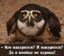 Owl.jpg