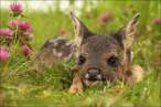 Bambi.jpg