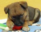 Puppy.jpg