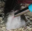 Feeding.jpg