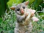 animal_babies1.jpg