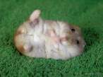 animal_babies9.jpg