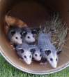 animal_babies17.jpg