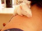 Mouse.jpg
