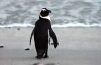 Penguin.jpg