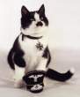 Hitler cat.jpg