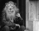 Lion.jpg
