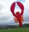 Flying crab.jpg