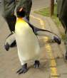 Penguin.jpg
