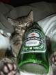 Heineken.jpg