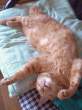 Fat kitty.jpg