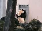 Panda.jpg