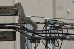 Bite the cables.jpg