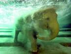 Elephant.jpg