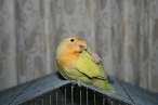 Parrot.jpg