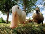 Duck.jpg