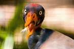 Bird.jpg