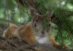 Squirell.jpg