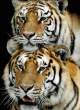 Tigers.jpg