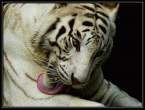 Lick tiger.jpg
