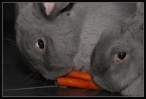 Wabbits.jpg