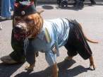 Dog.jpg