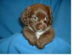 Puppy.jpg