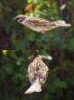 Sparrow.jpg