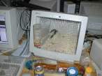 hampster1.jpg
