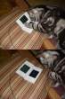 Nintendo Ds.jpg
