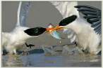 Fish fight.jpg