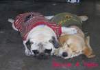 Spice and Toby.jpg