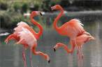 Flamingos.jpg